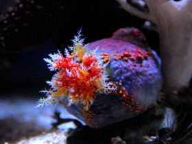 Трехцветная голотурия