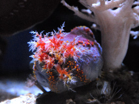 Смотреть фото Трехцветная голотурия Фото Трехцветная голотурия