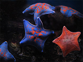 Смотреть фото Гребешковая патирия Фото Гребешковая патирия