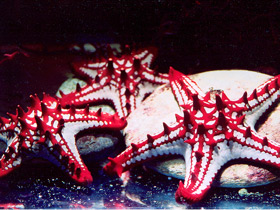 Красношипый протореастер