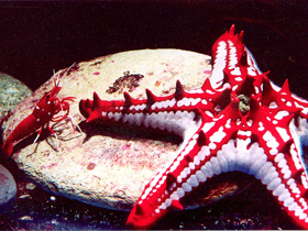 Красношипый протореастер