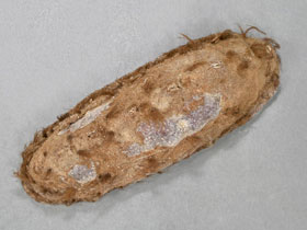 Смотреть фото Амикула Гурьяновой Фото Амикула Гурьяновой