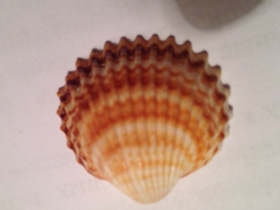 Фото Съедобная сердцевидка