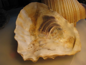 Фото Устрицы