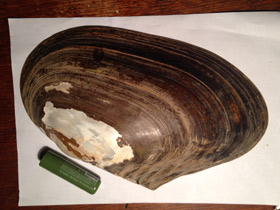 Фото Унионидообразные