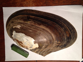 Фото Унионидообразные