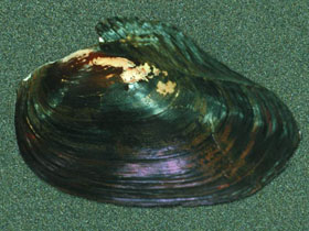 Фото Бугорчатая кристария