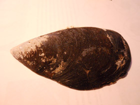 Фото Митилиды