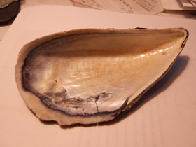 Фото Митилиды