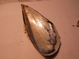 Фото Митилиды