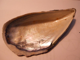 Фото Митилиды