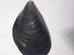 Фото Митилиды