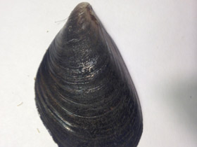 Фото Митилиды