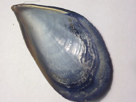 Фото Митилиды