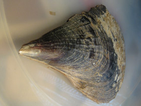 Фото Пинновые