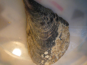 Фото Пинновые