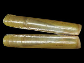 Смотреть фото Роговой черенок Фото Роговой черенок