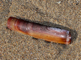 Фото Черенок Крузенштерна