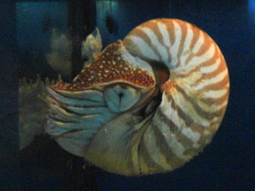 Фото Светящиеся животные