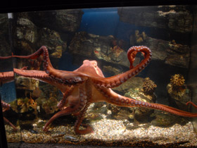 Смотреть фото Осьминог Дофлейна Фото Осьминог Дофлейна