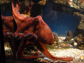 Смотреть фото Осьминог Дофлейна Фото Осьминог Дофлейна