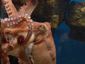 Смотреть фото Осьминог Дофлейна Фото Осьминог Дофлейна