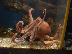 Смотреть фото Осьминог Дофлейна Фото Осьминог Дофлейна