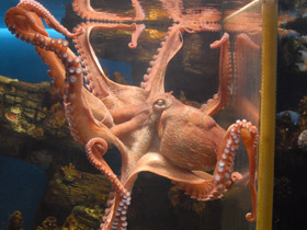 Смотреть фото Осьминог Дофлейна Фото Осьминог Дофлейна