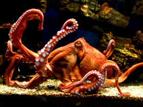 Осьминог Дофлейна