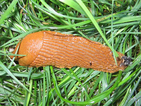 Фото Дорожный слизень