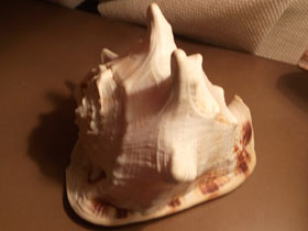 Смотреть фото Рогатый кассис Фото Рогатый кассис