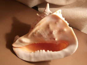 Смотреть фото Рогатый кассис Фото Рогатый кассис