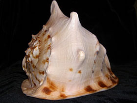 Смотреть фото Рогатый кассис Фото Рогатый кассис