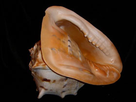 Смотреть фото Рогатый кассис Фото Рогатый кассис