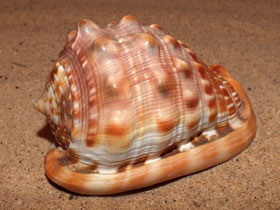 Смотреть фото Красный ципрекассис Фото Красный ципрекассис