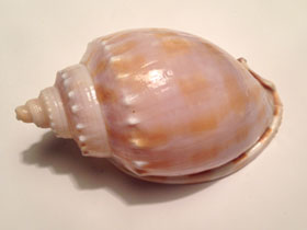 Смотреть фото Полосатая шляпка Фото Полосатая шляпка