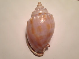 Смотреть фото Полосатая шляпка Фото Полосатая шляпка