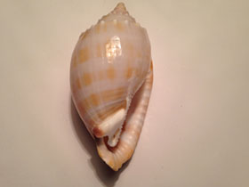 Смотреть фото Полосатая шляпка Фото Полосатая шляпка