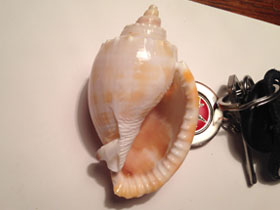 Смотреть фото Полосатая шляпка Фото Полосатая шляпка