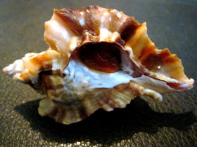 Фото Цератостома Барнетта