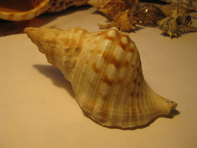 Фото Харония лампас