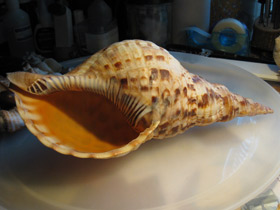 Фото Харония тритон