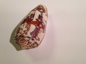 Смотреть фото Струйчатый конус Фото Струйчатый конус