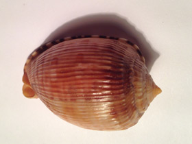 Фото Ребристый кассис