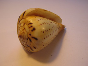 Смотреть фото Берёзовый конус Фото Берёзовый конус