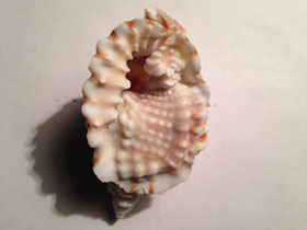 Смотреть фото Дисторсио анус Фото Дисторсио анус