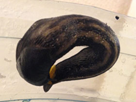 Фото Сизо-черный слизень