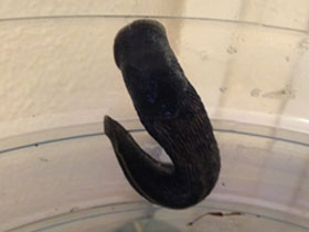 Фото Сизо-черный слизень