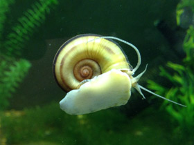 Смотреть фото Роговая мариса Фото Роговая мариса