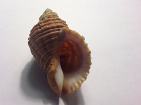 Смотреть фото Нептунея лирата Фото Нептунея лирата